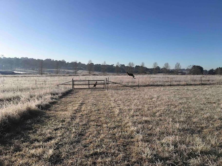 Garden-nestled Granny Flat Between Winery And Town * Armidale